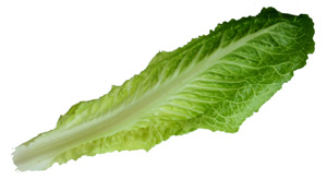 lettuce-leaf.jpg