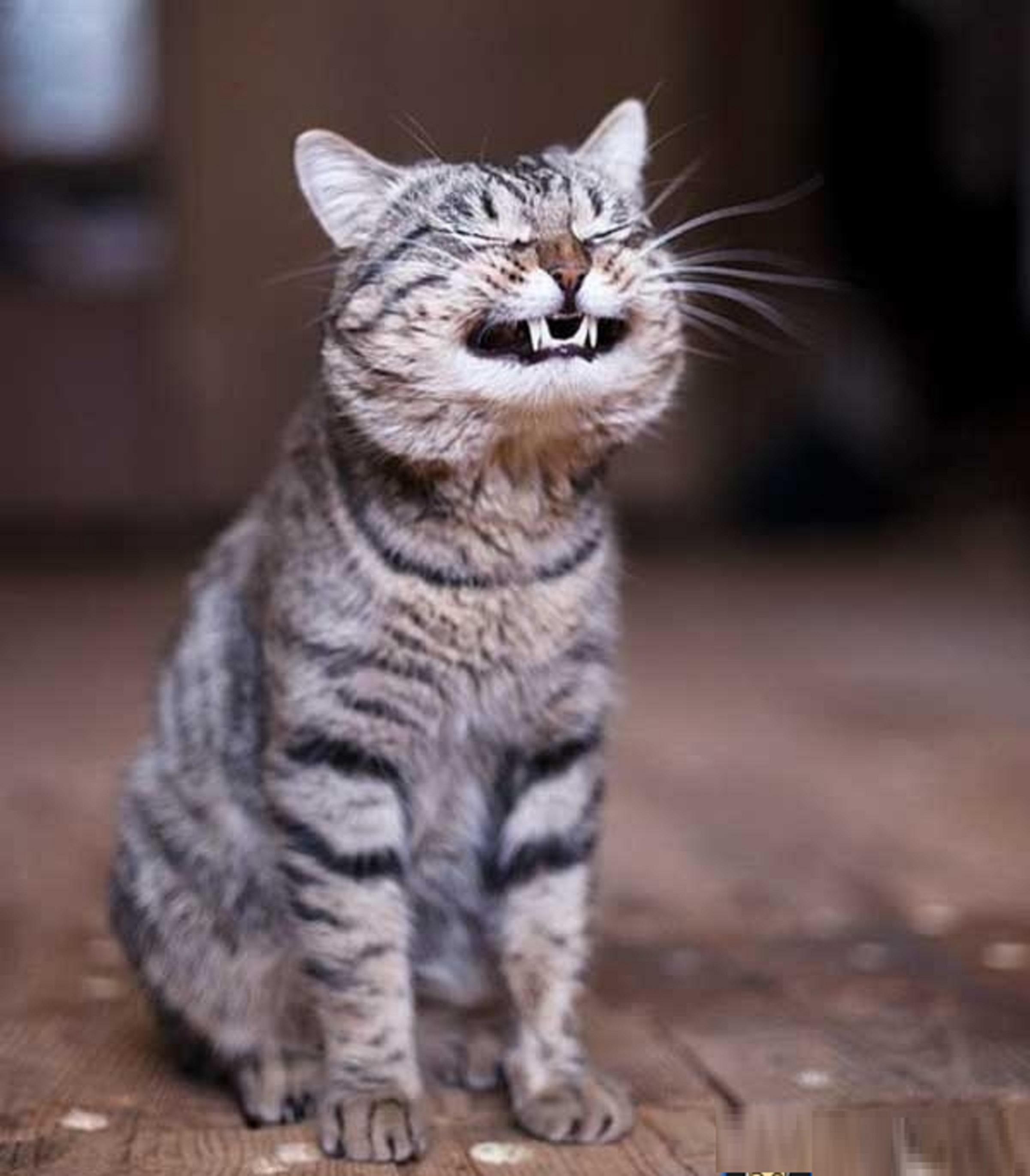 funny-smiling-laughing-cat-pet-4678.jpg
