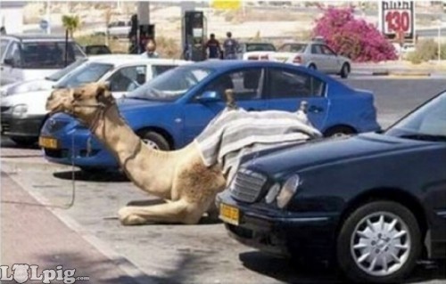 camel-parking.jpg