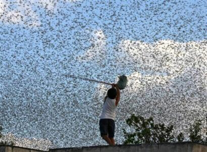 A_child_swings_a_broom_stick_at_a_swarm_of_locusts_in_Mexico.jpg