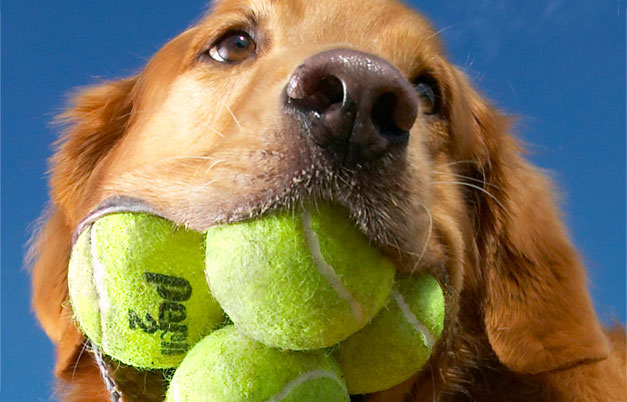 Most-Tennis-Balls-held-in-Mouth-(Dog).aspx