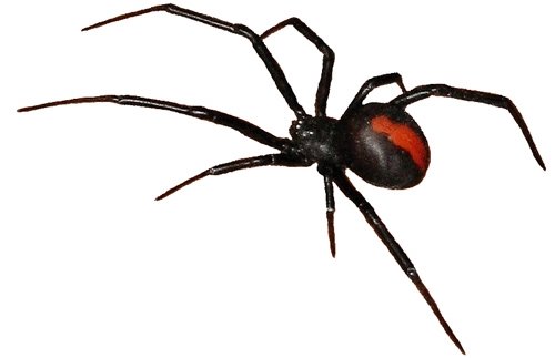 xaustralian-spiders-redback2.jpg.pagespeed.ic.4HC5talcs-.jpg