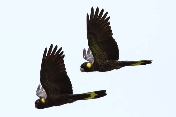 v2_Calyptorhynchus_funereus_flight_3.jpg