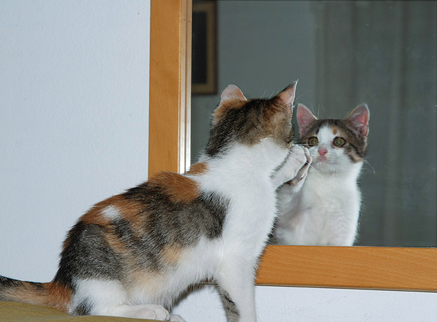 CatAndMirror.jpg