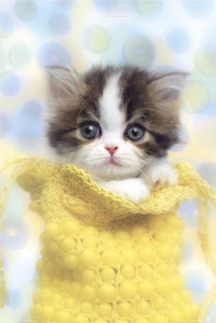 lgph0223+kitten-in-a-bag-keith-kimberlin-poster.jpg