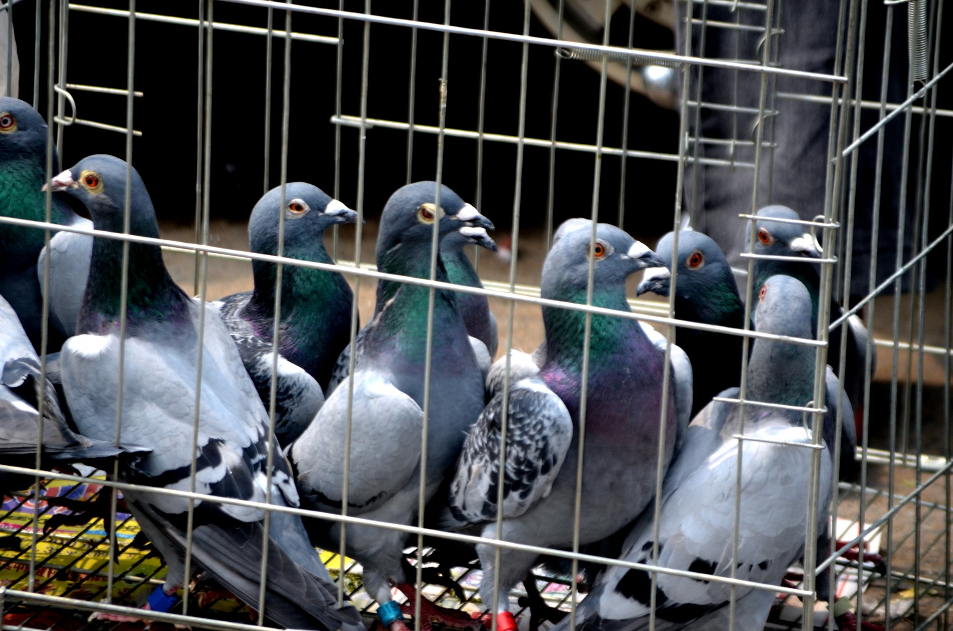 homing-pigeons.jpg