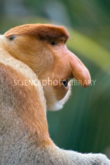 C0018997-Dominant_male_proboscis_monkey-SPL.jpg