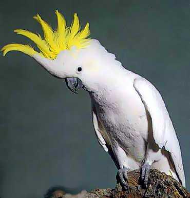 ani_cockatoo_gallery__370x386.jpg