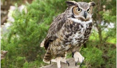 great-horned-owl-facts-454x264.jpg