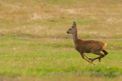 running-deer_3.jpg