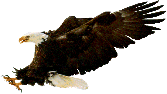 eagleswoop.gif