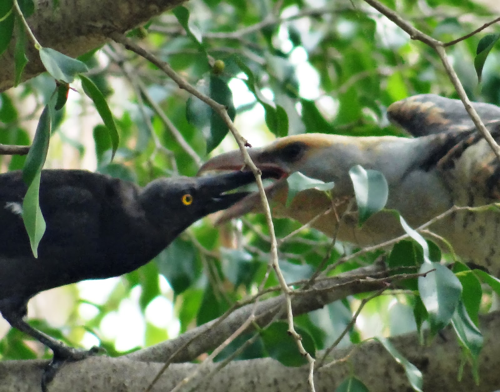 channel-billed+cuckoo+juv+&+pied+currawong2.JPG