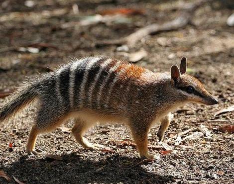 numbat2.jpg