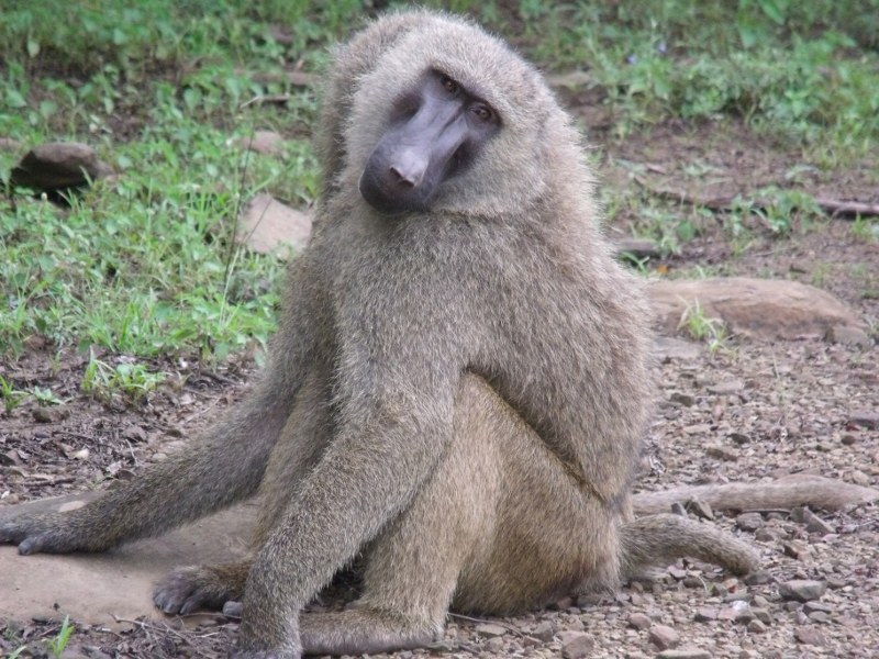 baboon18.jpg