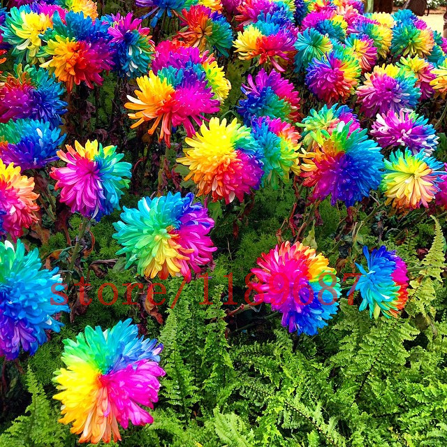 200-pcs-Rainbow-Chrysanthemum-Flower-Seeds-daisy-rare-color-best-gift-seeds-for-DIY-Home-Garden.jpg