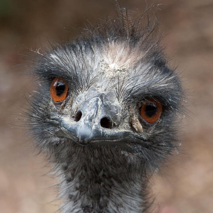 emu_face.jpg