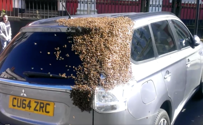 bees-follow-womans-car.png