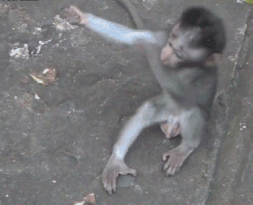 baby-monkey.gif