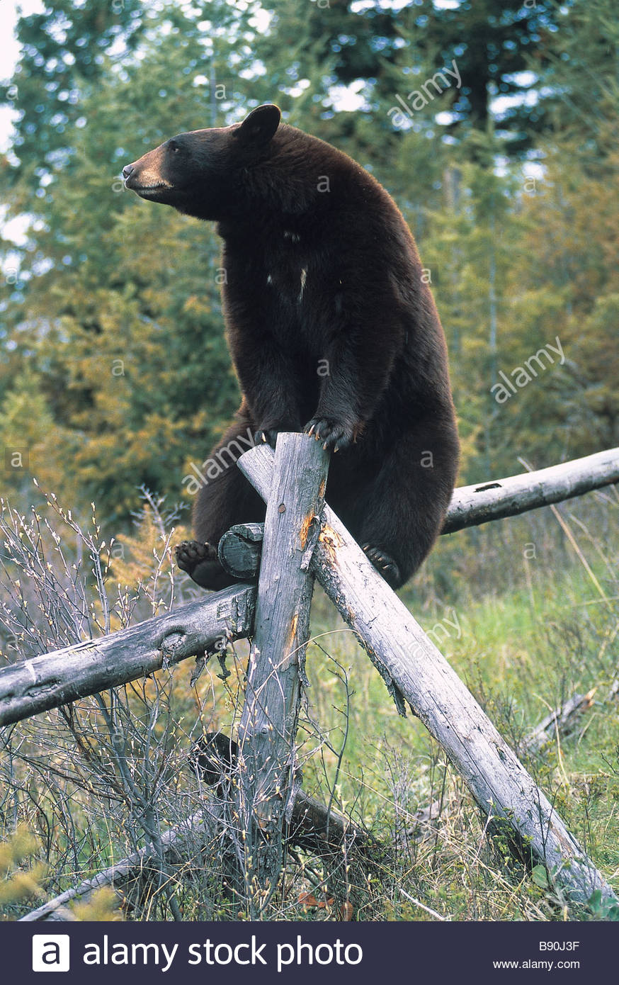 fl3136-kitchinhurst-black-bear-sitting-wood-fence-B90J3F.jpg