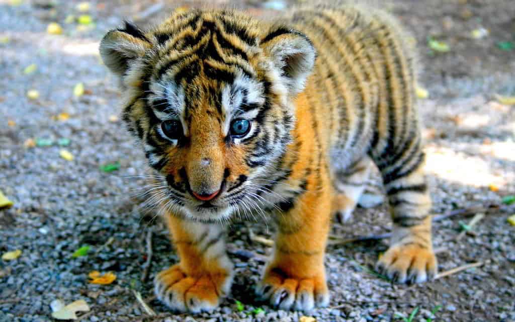 tiger-baby-1024x640.jpg