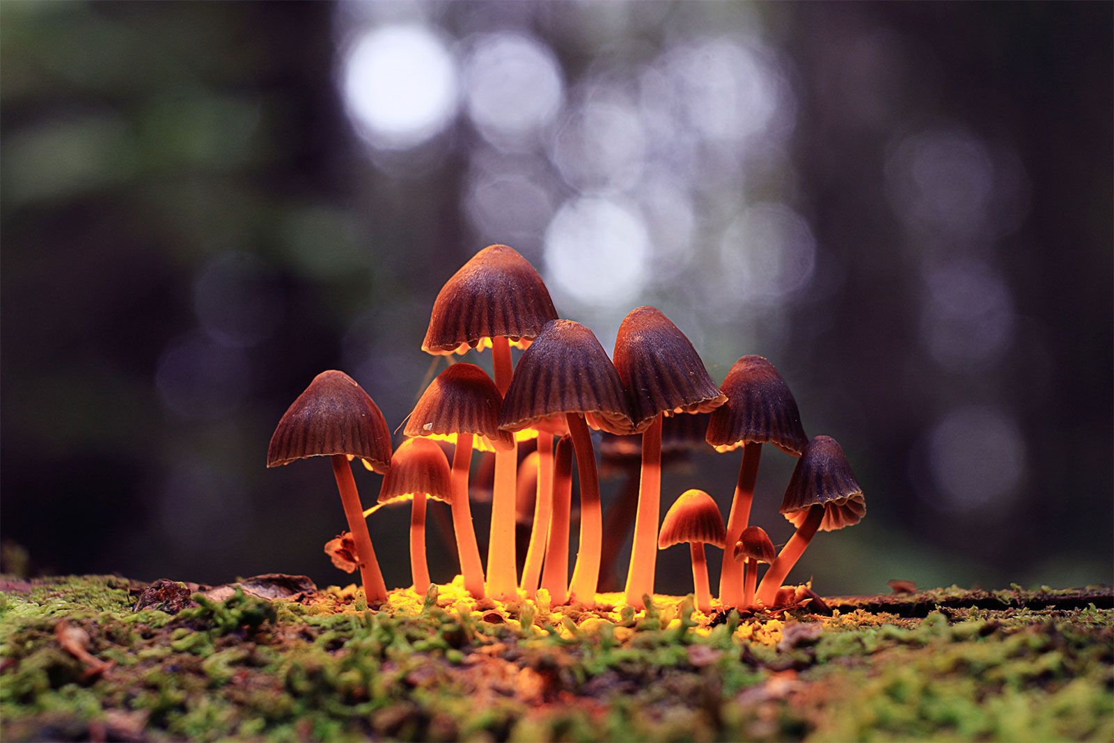 psilocybin-mushrooms-growing-forest.jpg