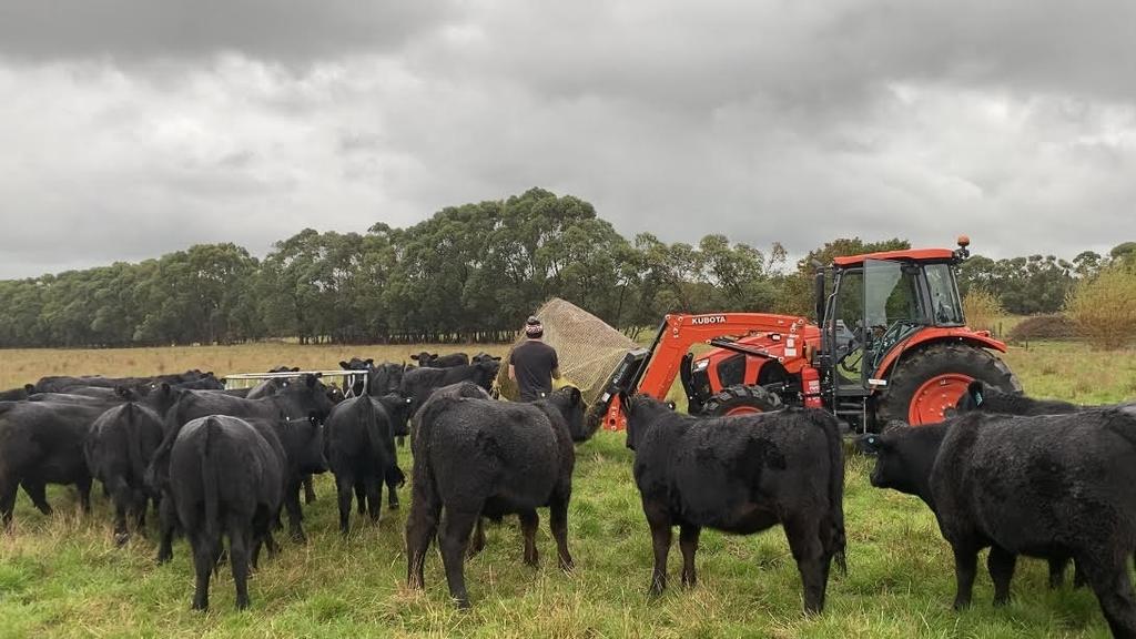 Cunnington feeding the Angus cattle on his family’s dairy farm.