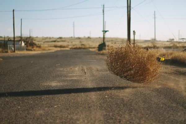 tumbleweed_in_west_texas_grande.jpeg