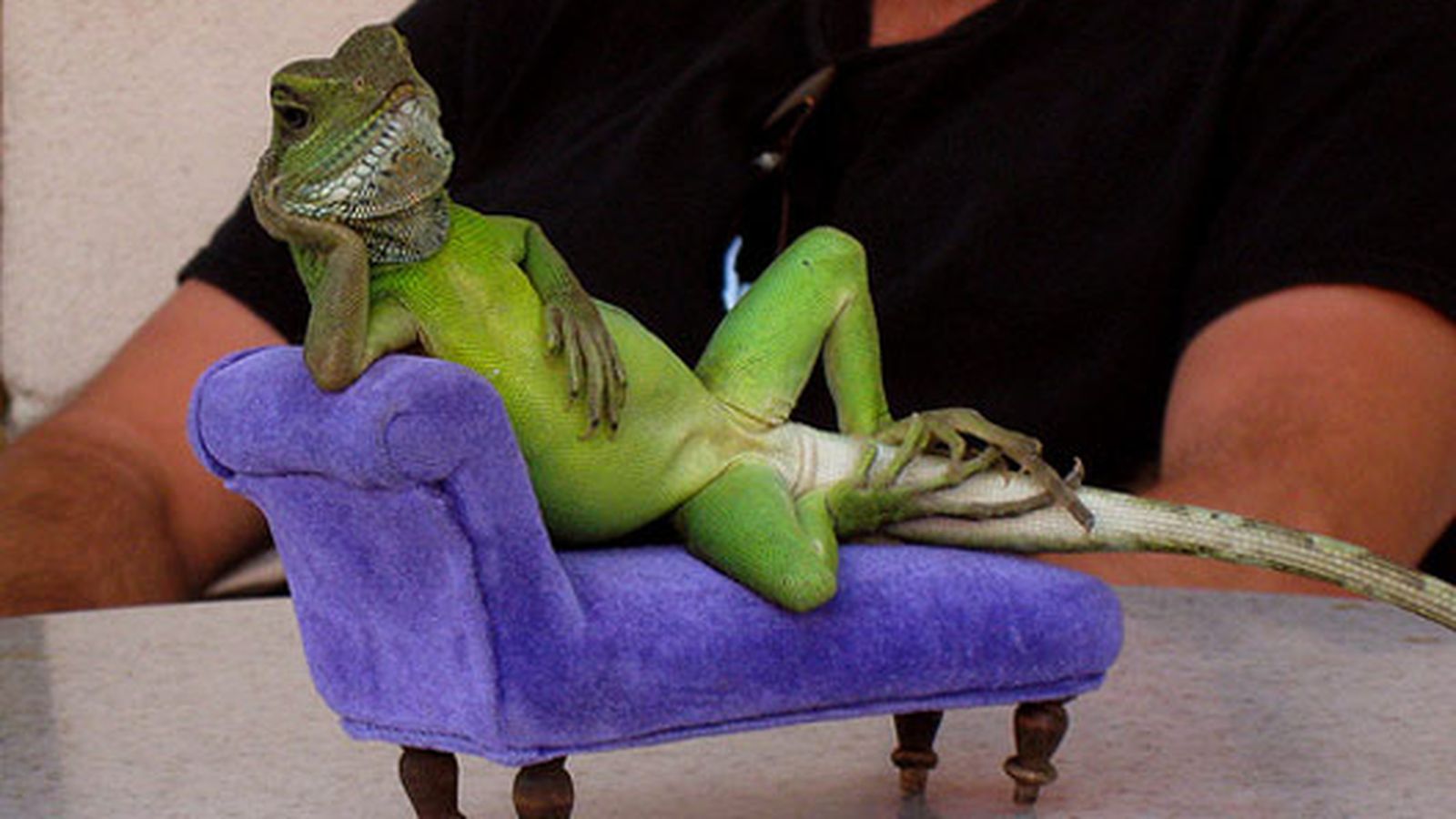 2007-09-lizardcouch.0.jpg