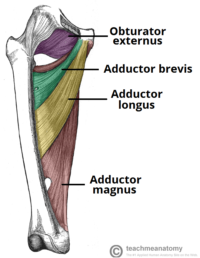 Muscles-of-the-Medial-Thigh-Hip-Adductors.png