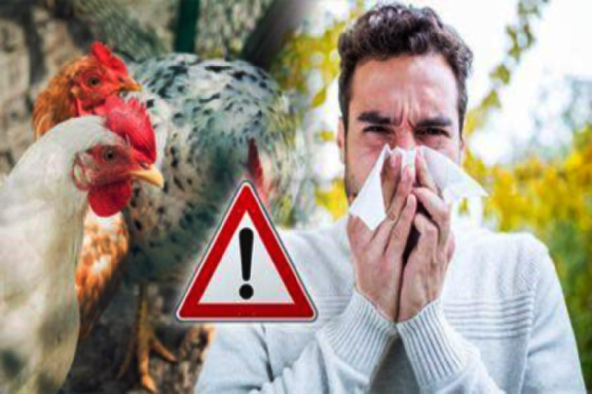 bird-flu-1.jpg