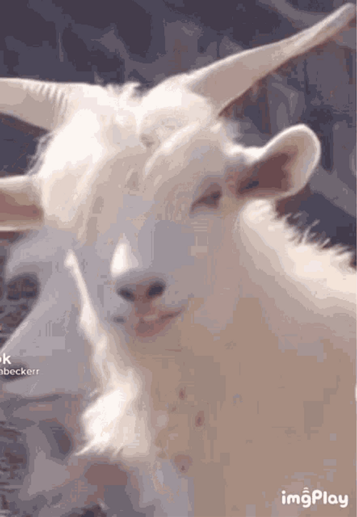 handsome-white-goat-8pf7d9rpv57m7pm5.gif