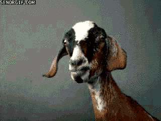 funny-gif-of-a-studio-goat-asking-you-some-tough-questions