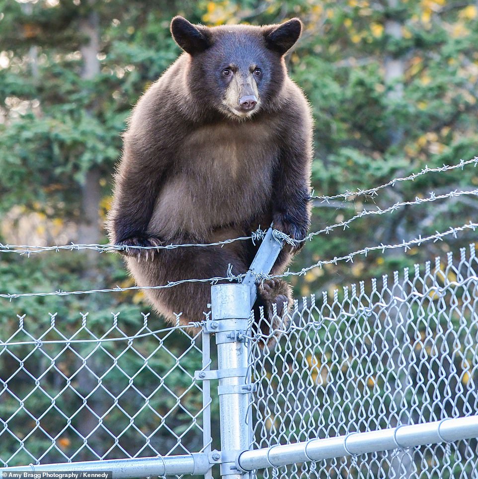Motorist spots curious bears scaling a fence in Alaska | Daily Mail Online