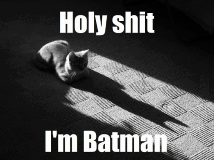 9436886db854a5a0e58e13d5bc55ff4c--batman-cat-funny-batman.jpg