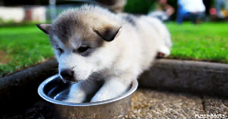cute-puppies-02.gif