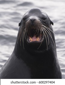 sea-lion-260nw-600297404.jpg