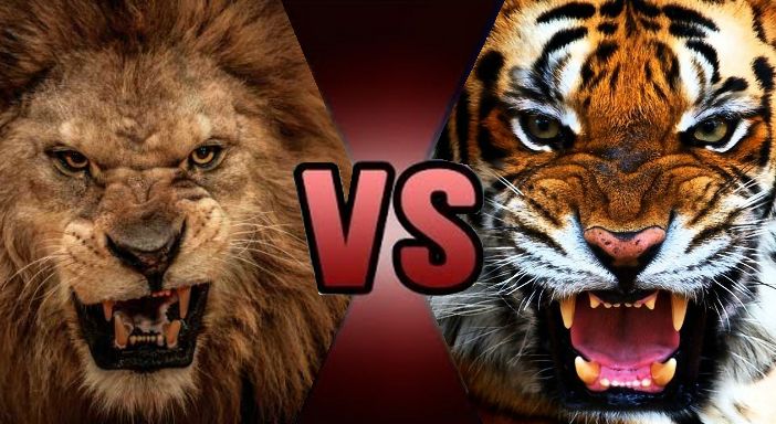 Image result for lion vs tiger