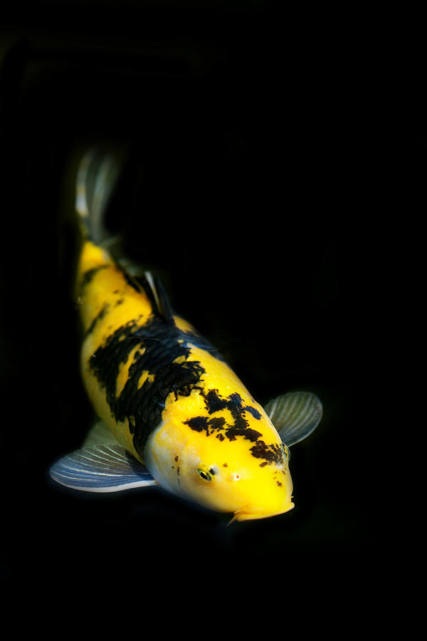yellow-and-black-koi-rebecca-cozart.jpg