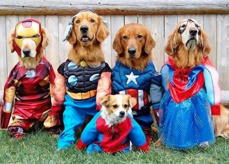 1476124895661superhero-pets-7.jpg