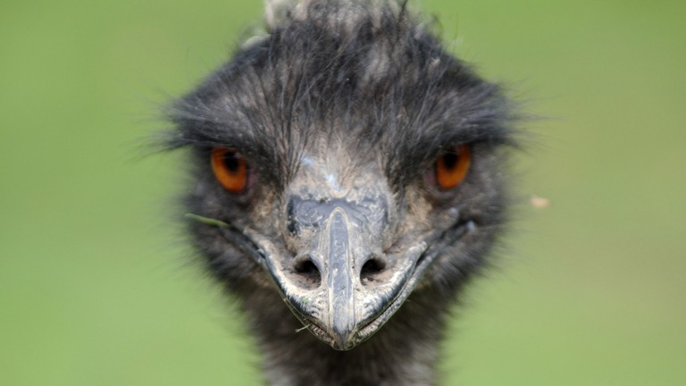 emu-portrait--kiwi-flickr-_-flickr.jpg