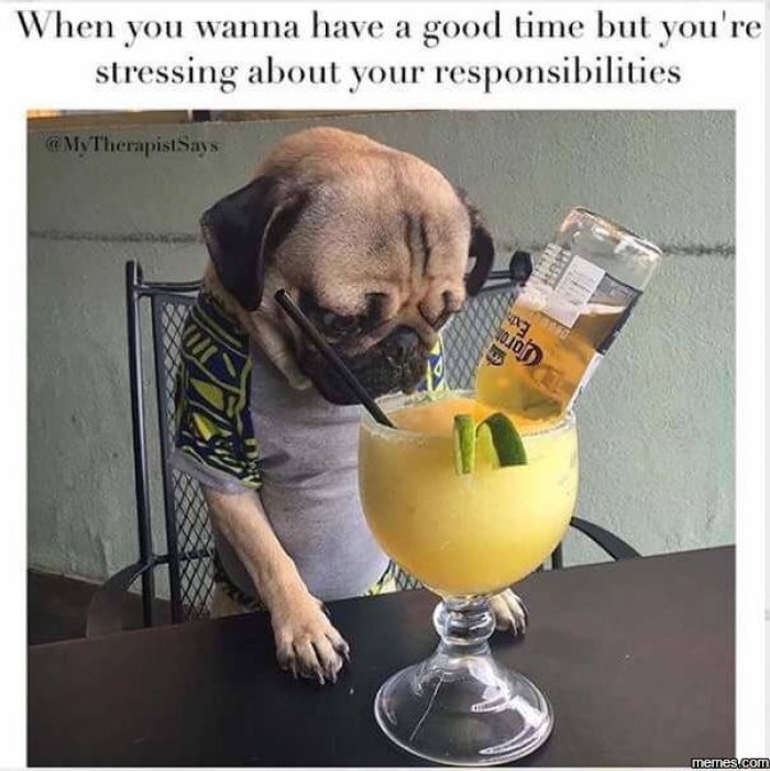 Funny-dog-drinking-meme.jpg