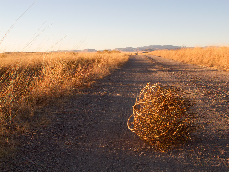 tumbleweed3.jpg