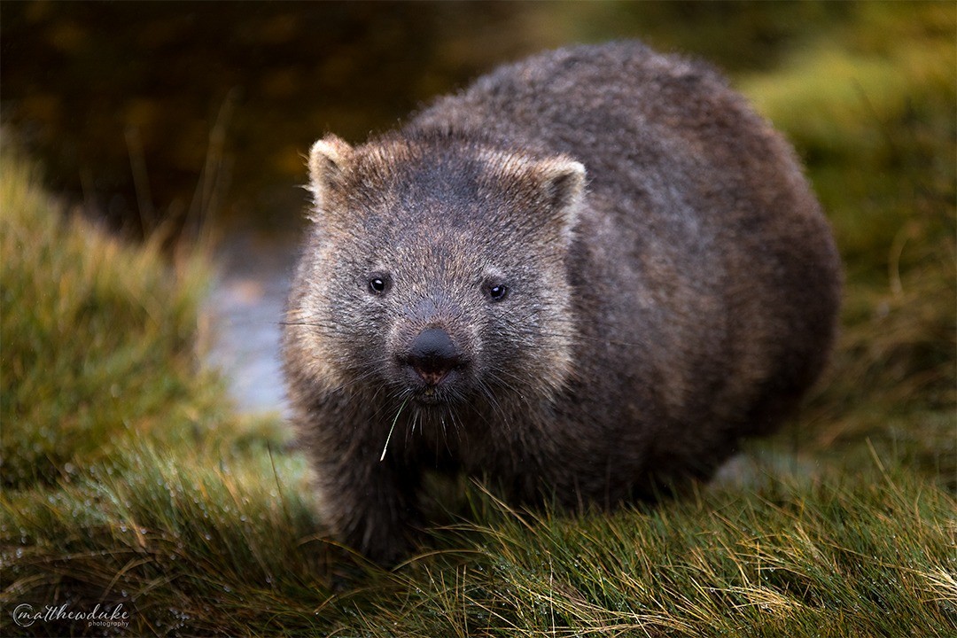 M-Duke-Wombat-Portrait-Cradle-Mountain-Tasmania.jpg