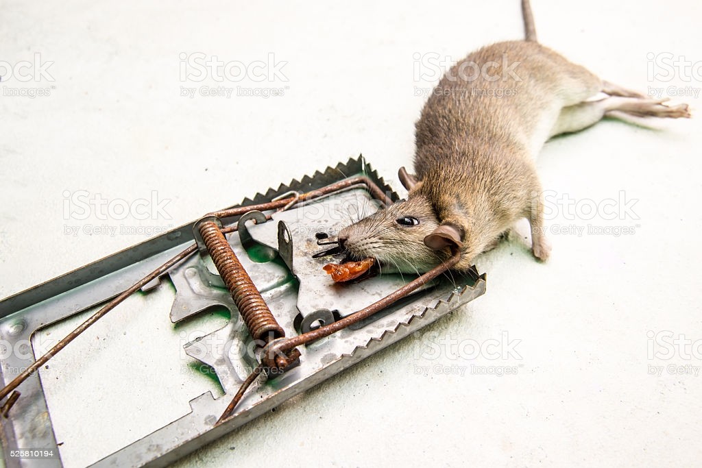 dead-rat-killed-by-rattrap-picture-id525810194