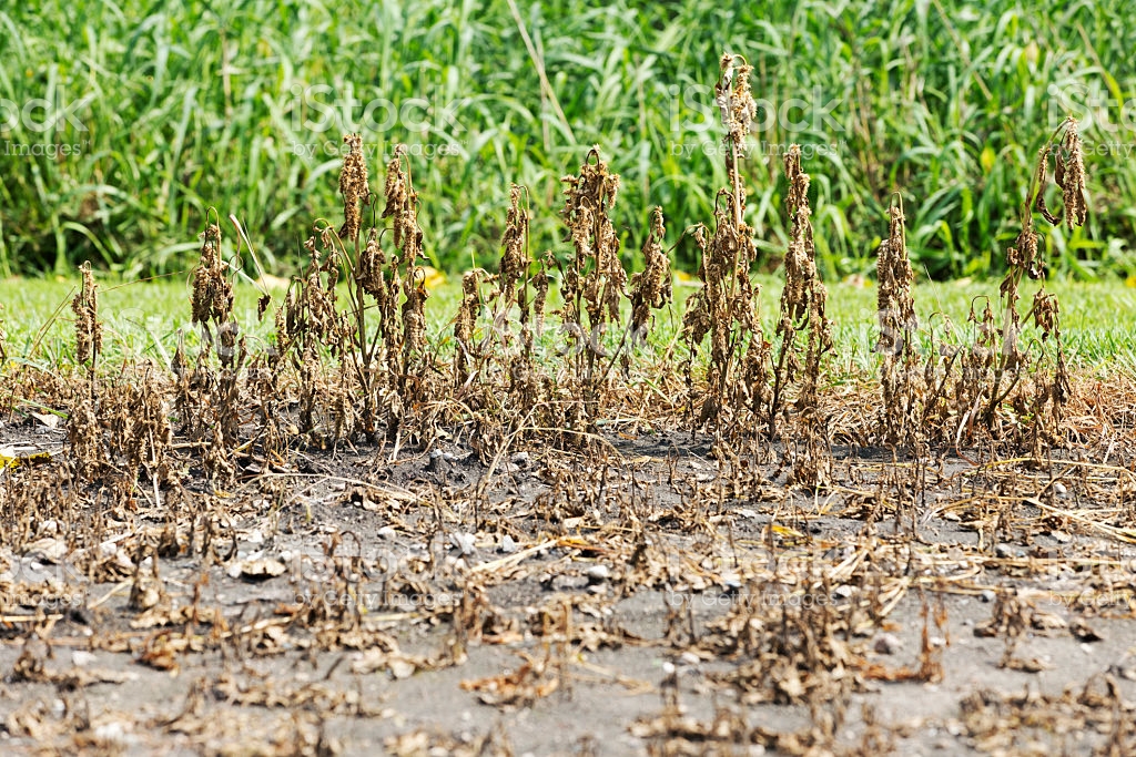 dead-weeds-in-a-garden-picture-id600141734