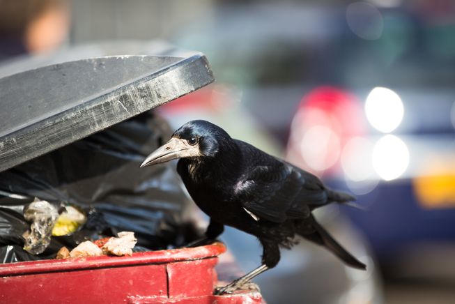 food-waste-and-raven-scavenging.jpg.653x0_q80_crop-smart.jpg