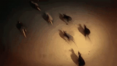 Rats Running GIF - Rats Running Escape - Discover & Share GIFs