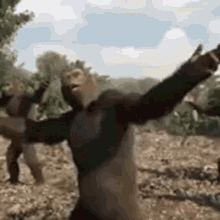 gorilla-dancing-bloozer.gif