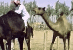 Camel Fail GIF
