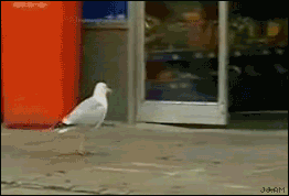 Image result for seagull gif